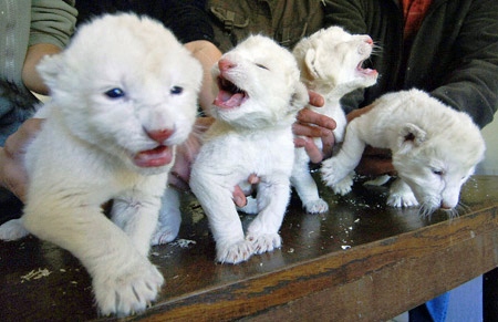 White lion cubs