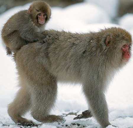 Snow Macaque