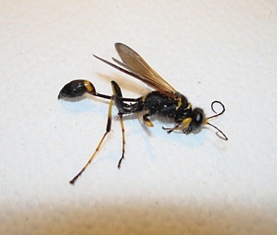I've seen one of these before, apparently it's a type of wasp that nests alone and only stings spiders.