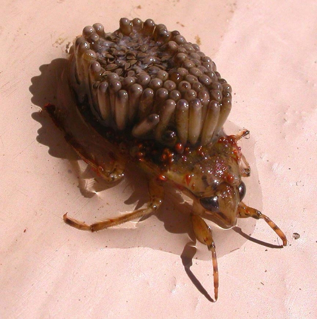 A male waterbug that carries the eggs on his back, it looks like some have already hatched.