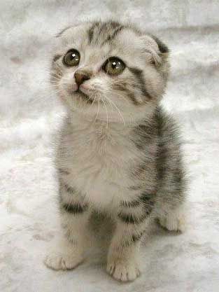 such a cute kitten
