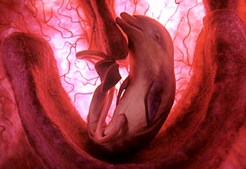 Amazing pictures of animals in the womb