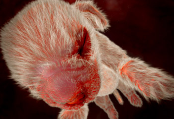 Amazing pictures of animals in the womb