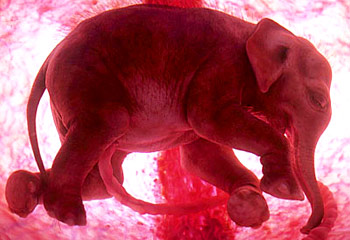 Amazing pictures of animals in the womb