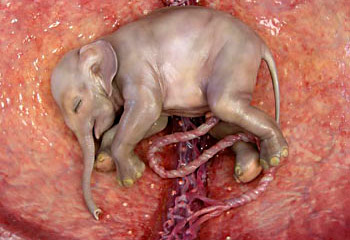 Amazing pictures of animals in the womb