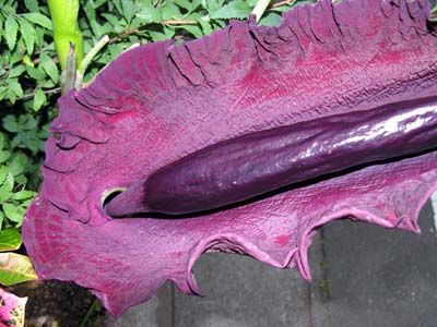 Dracunculus vulgaris: smells like rotting flesh, and has a burgundy-colored, leaf-like flower that projects a slender, black appendage.