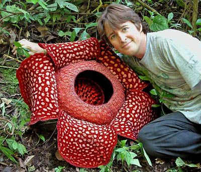 Rafflesia arnoldii: this parasitic plant develops the world's largest bloom that can grow over three feet across. The flower is a fleshy color, with spots that make it look like a teenager's acne-ridden skin. It smells bad and has a hole in the center that holds six or seven quarts of water. The plant has no leaves, stems, or roots.