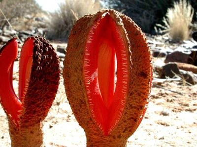 2. Hydnora africana, an unusual flesh-colored, parasitic flower that attacks the nearby roots of shrubby in arid deserts of South Africa. The putrid-smelling blossom attracts herds of carrion beetles.