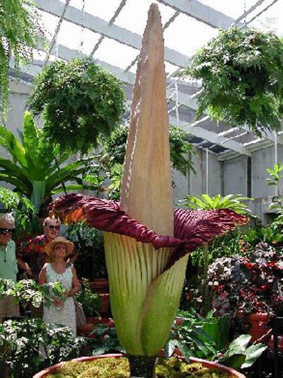 Amorphophallus: means, literally, "shapeless penis." The name comes from the shape of the erect black spadix.