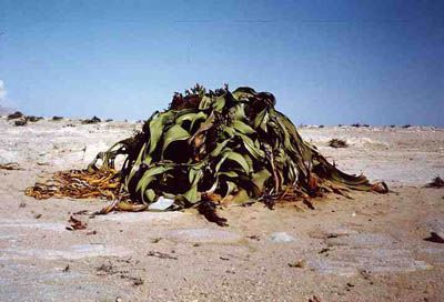Welwitschia mirabilis consists of only two leaves and a stem with roots. Its two leaves continue to grow until they resemble an alien life form. The stem gets thicker rather than higher, although this plant can grow to be almost six feet high and twenty-four feet wide. Its estimated lifespan is 400 to 1500 years. Mirabilis grows in Namibia, and is thought to be a relic of the Jurassic period.