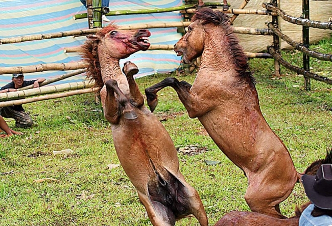 The sheer horror of horse-fighting