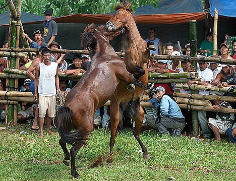 The sheer horror of horse-fighting