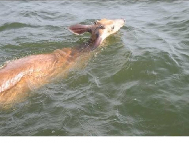 Guy catches this 1.5 miles off shore