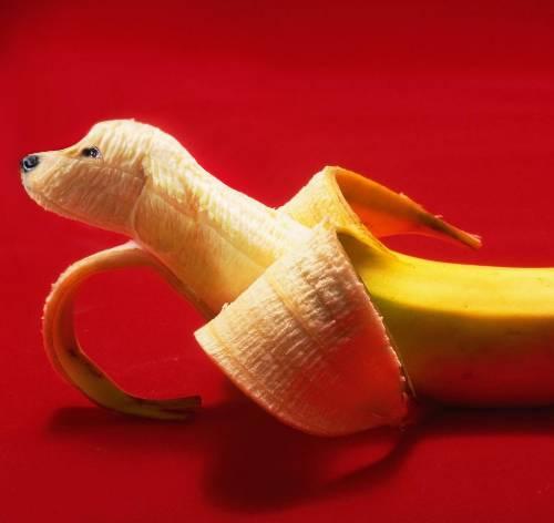 Animals merged with fruit