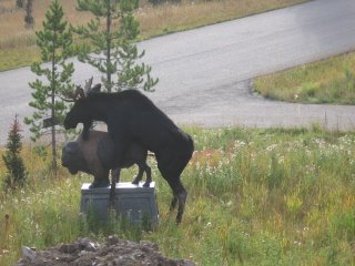 Horny Moose