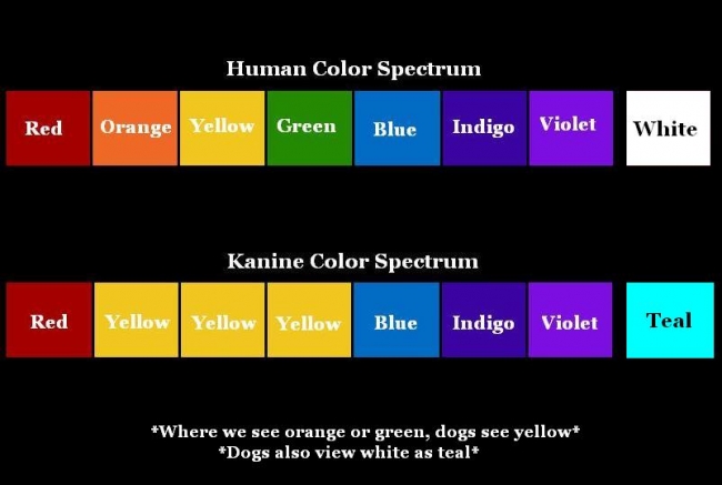 Are Dogs Colorblind?
