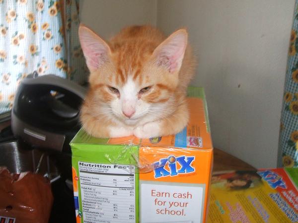 Kitty on a box of kix