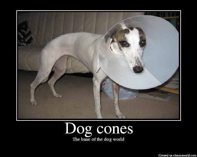 funny dog cones