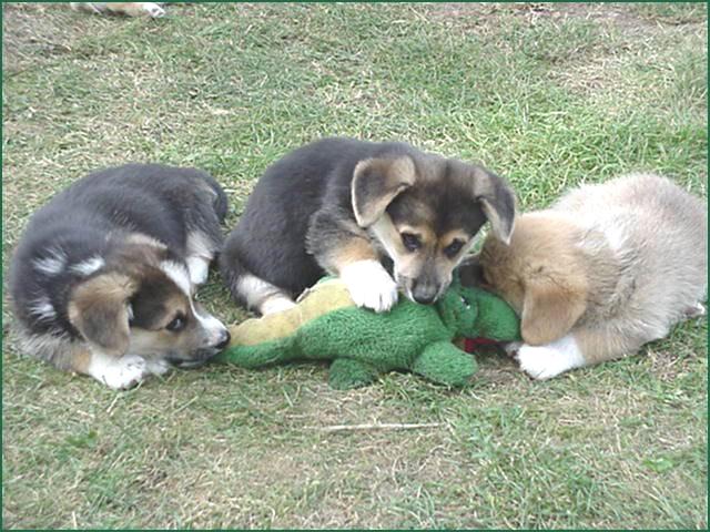 Sometimes nature is cruel. This pack of dogs took down a fully grwon croc.