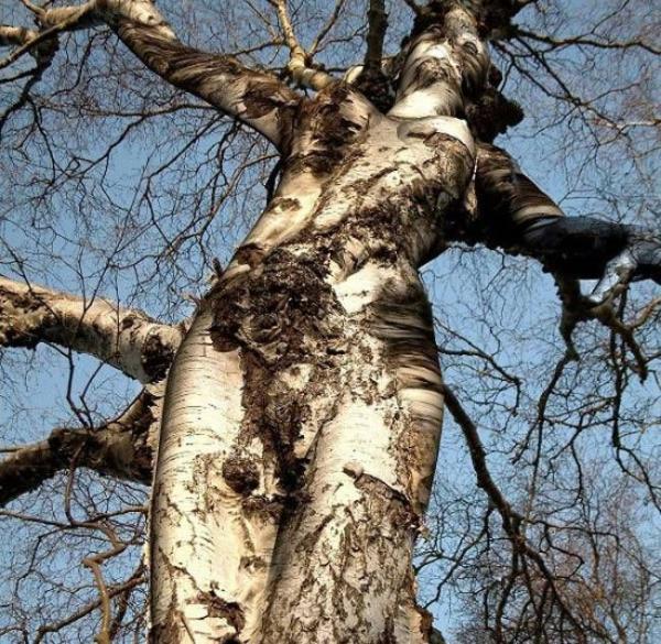 this tree is a reincarnation of a goddess.