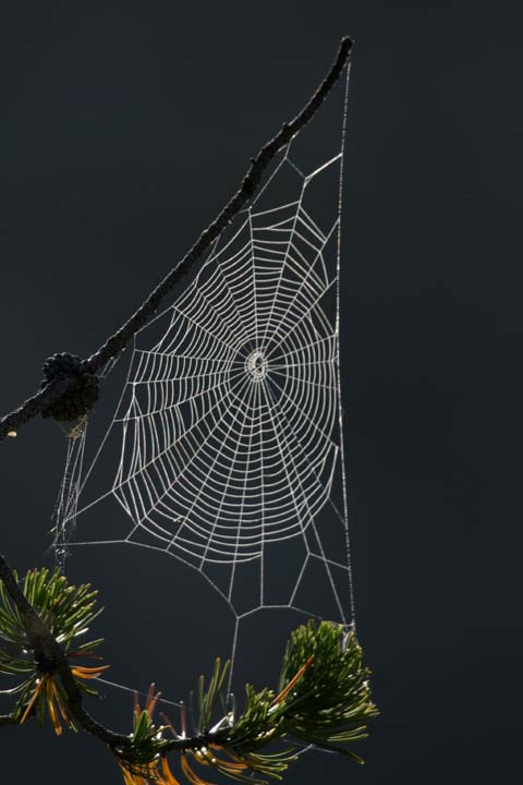 Awesome Spider Webs