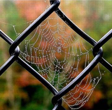 Awesome Spider Webs