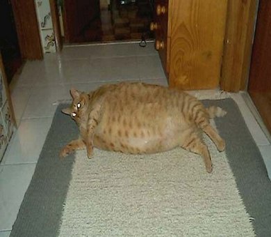 Fat Cats