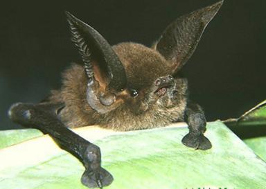 sucker-footed bat