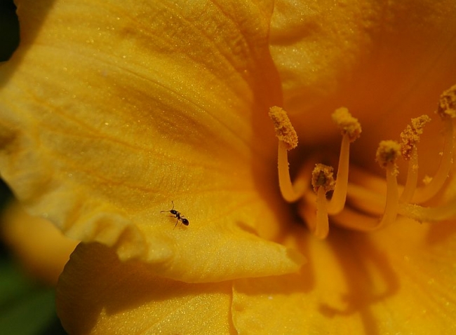 An Ant on a Lilly. Copyright 2007, Roger Hunter