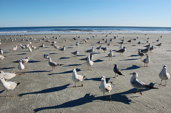Sea Gulls waiting on South Carolina beach.  Copyright 2007, Roger Hunter