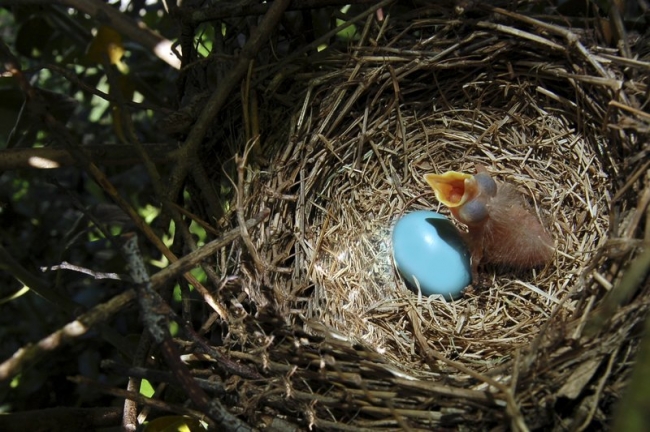 Baby Robin bird and his/her sibling still waiting to hatch.  Copyright 2007, Roger Hunter