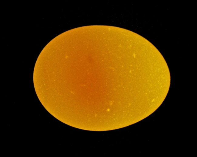 Glowing Egg.
Copyright 2007, Roger Hunter