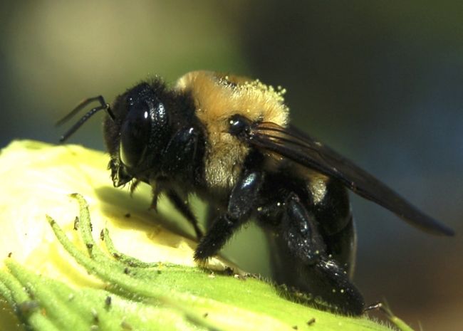 A Bee searching for food.
Copyright 2007, Roger Hunter