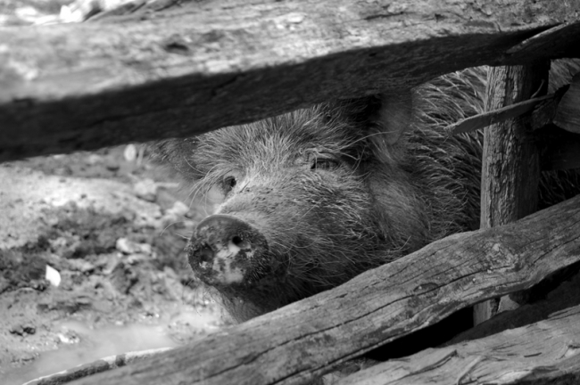 An Old Hog in his Pen.
Copyright 2007, Roger Hunter