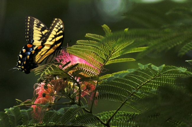 Tiger Swallowtail Butterfly on a Mimosa Bloom in the noon light. Copyright Roger Hunter, 2007