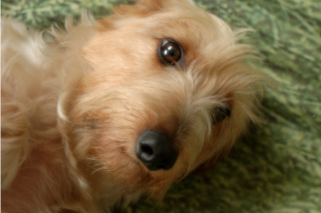 This is my Wire Haired Dachshund, Sadie.
Copyright 2007, Roger Hunter