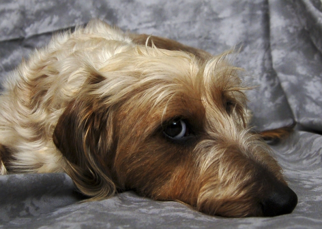 My wire haired dachshund.
Copyright 2007, Roger Hunter