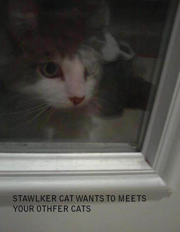 STAWLKER CAT