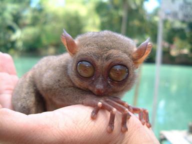 10 Of The Freakiest Animals On Earth