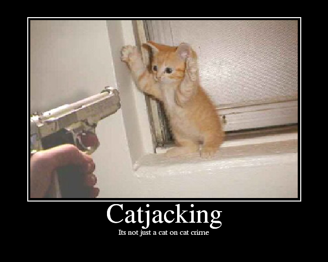 Its not just a cat on cat crime