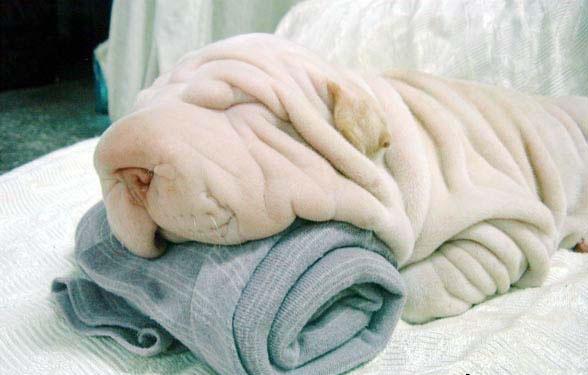 White Wrinkly dog thats so ugly its cute.