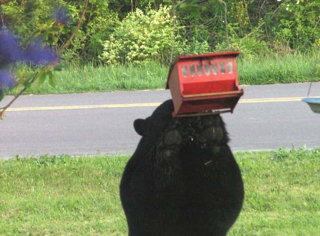 Bears..this one's kind of fucking in my front yard!