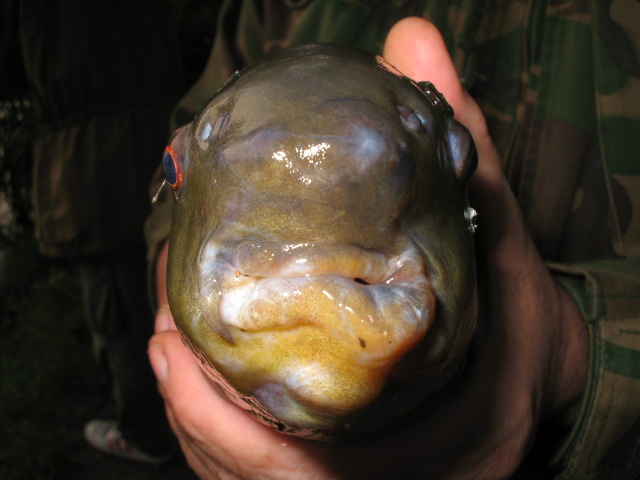 this ugly specimen tench was caught early hours absolutly terrifying
