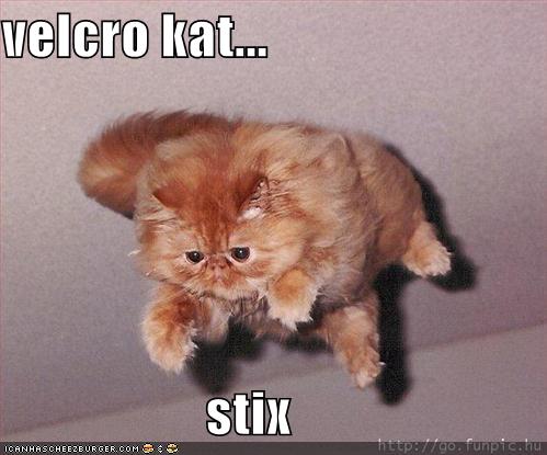 Lolcats video gallery pt 3