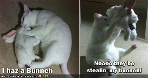 lolcats video gallery pt 5