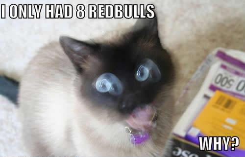 LOL cats