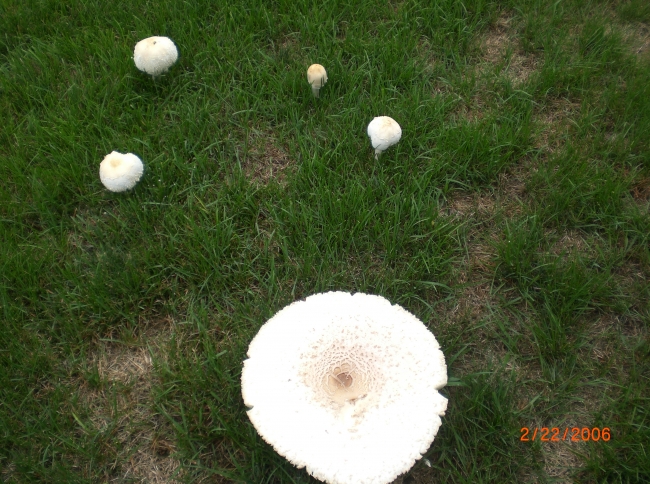 Not small mushroom....