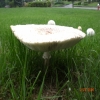 A giant mushroom growing in my neighbors yard.  Wtf is up with that...