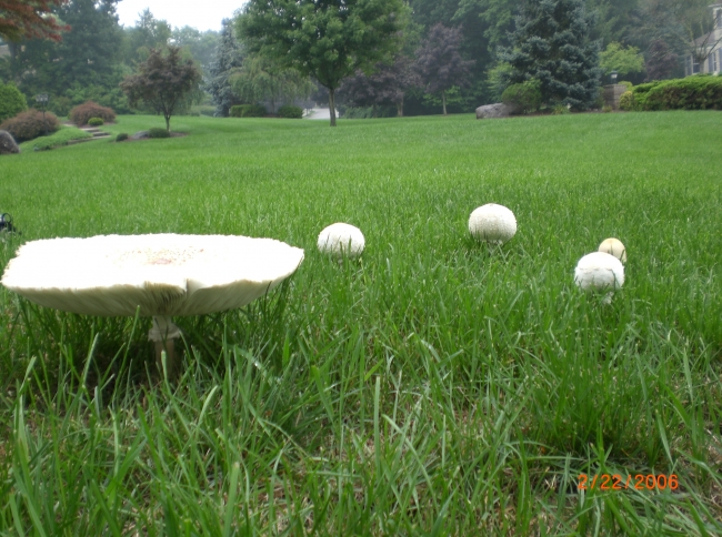 Not small mushroom....