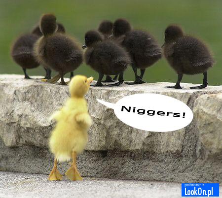 racism in the animal kingdom
